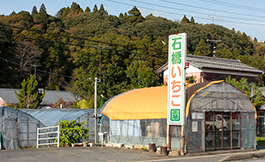 石橋いちご園